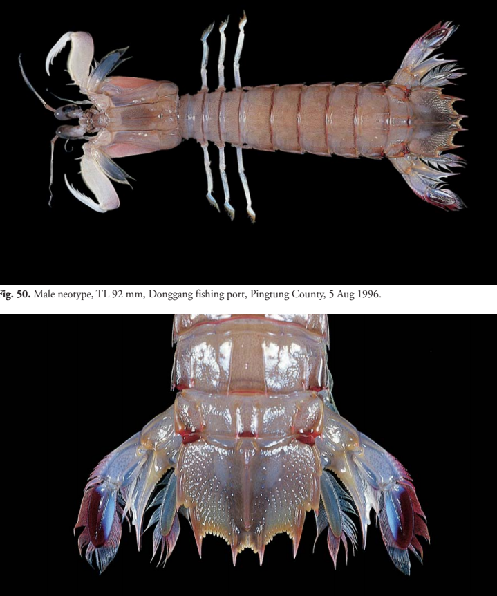 虾蛄科 脊虾蛄属carinosquilla 多脊脊虾蛄carinosquilla multi