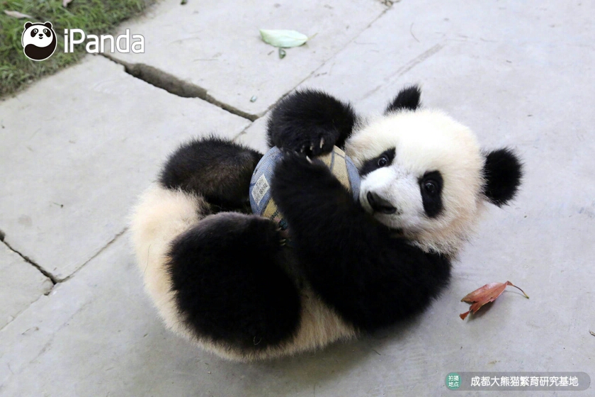 让我们一起去看看熊团子们都在干什么吧 大熊猫芝麻正抱着球玩耍,看