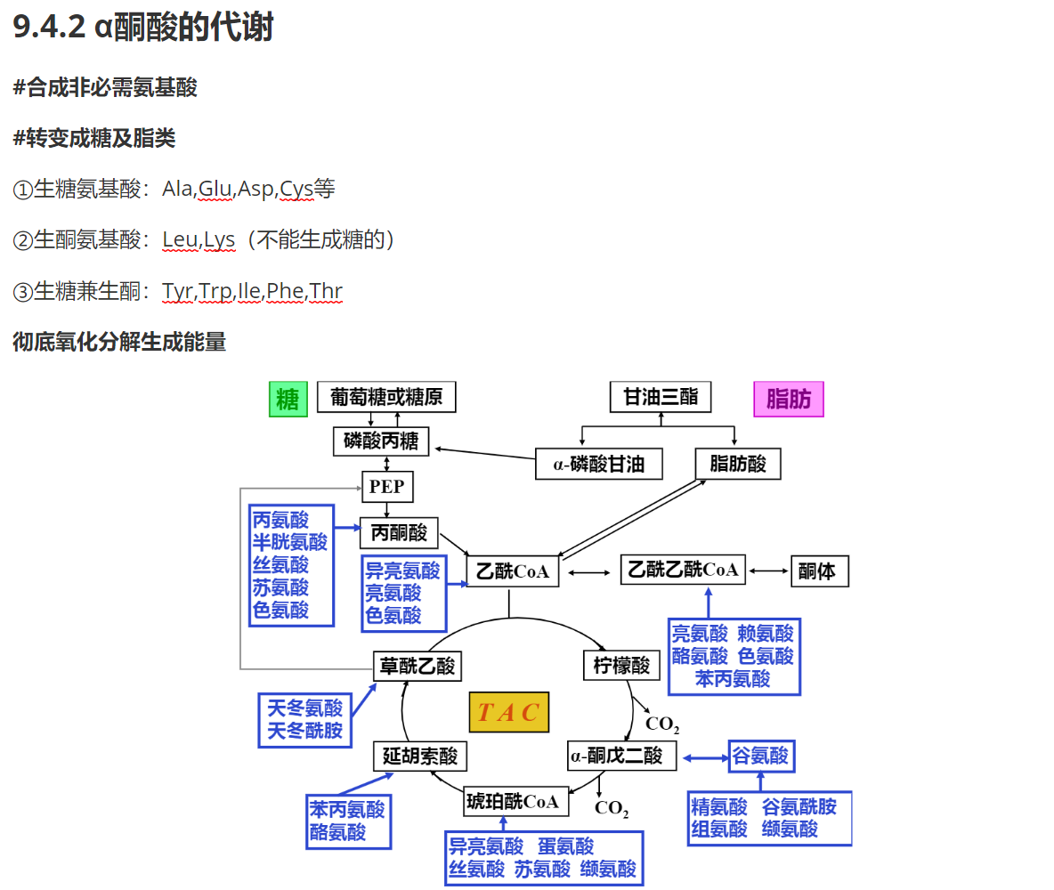 生化—蛋白质降解与氨基酸代谢