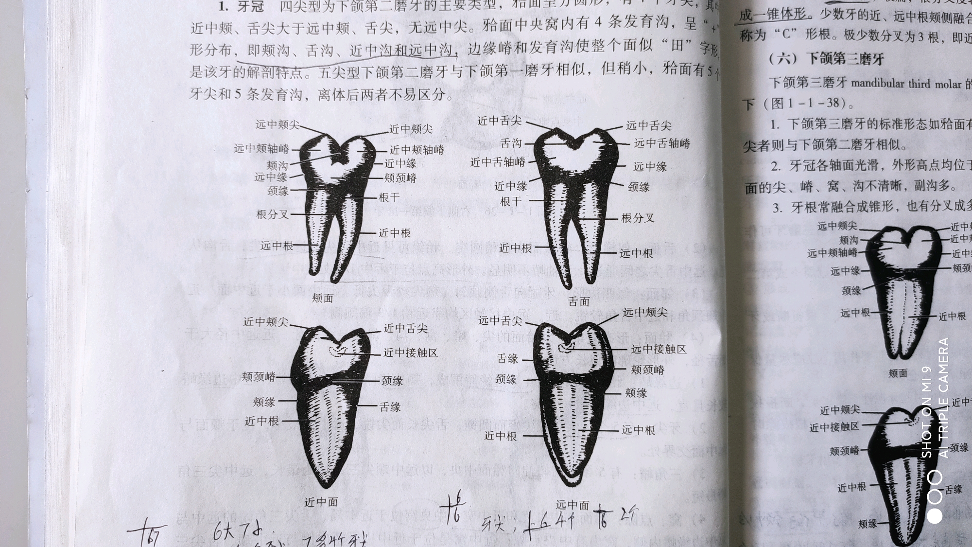 《口腔解剖学》第一篇牙体解剖