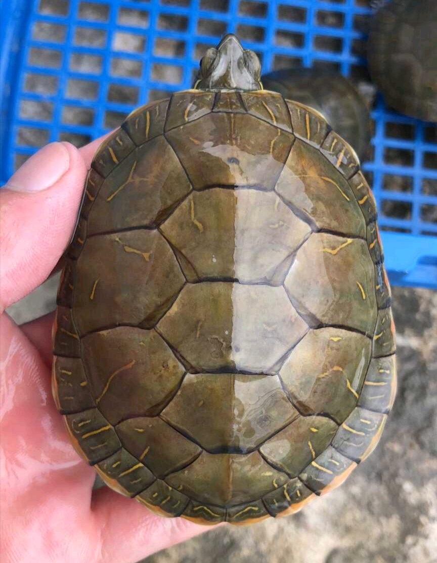 奇龟异谈十六红肚皮巴西西部锦龟