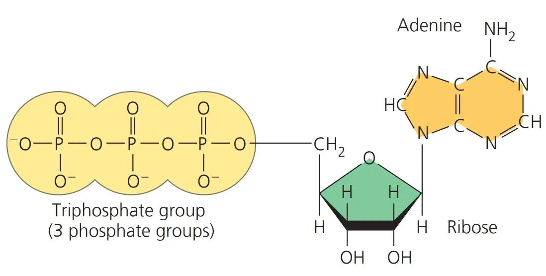 atp所谓a就是adenosine，t就是tri 三个，p就是phosphate group。也就是