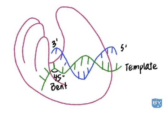 分子生物学实验 浅谈dna聚合酶