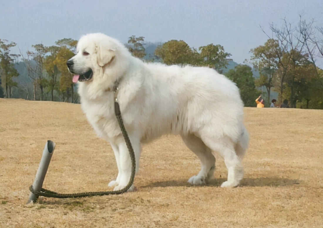 最天真善良不记仇的大型犬养了从没后悔过