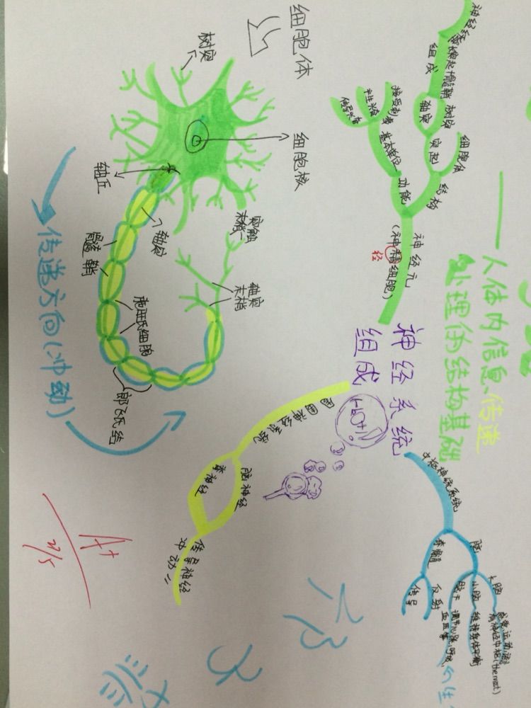 神经系统是人体内起主导作用的功能调节系统.