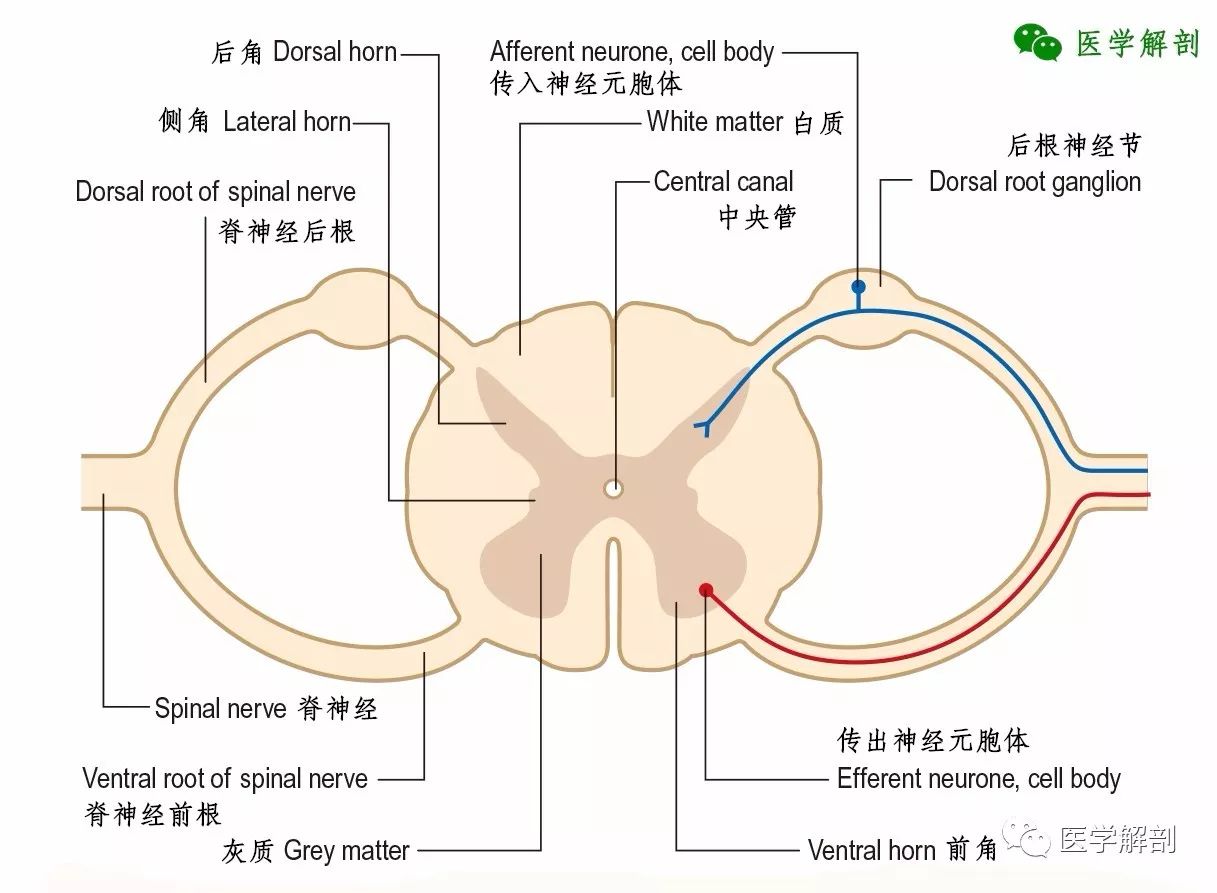 中枢神经系统脊髓