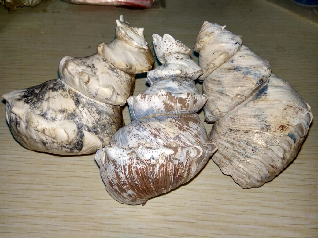 奇异巨螺蛳