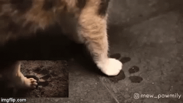 狮子王真人版掀起模仿热潮宠物甚至孩子都成为网友的恶搞对象