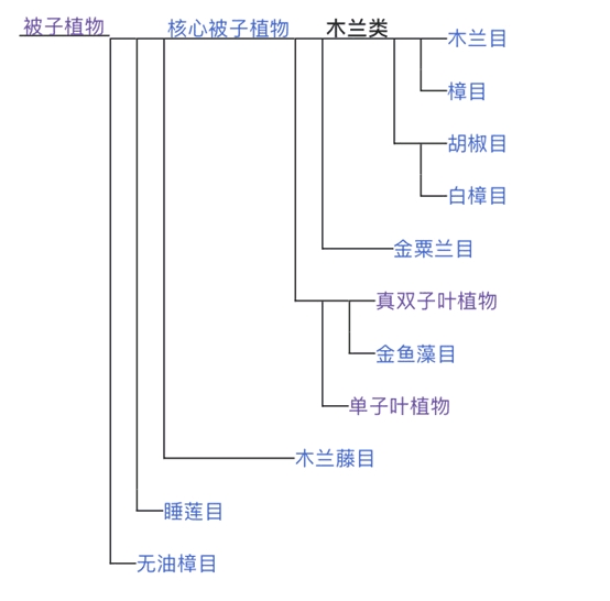 被子植物部分分类树状图(2)