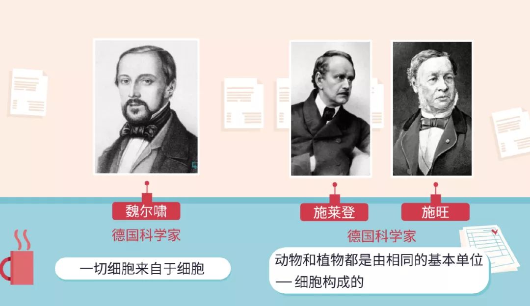 自 胡克发现 细胞以后的近200年间,科学家用 显微镜广泛地观察和研究