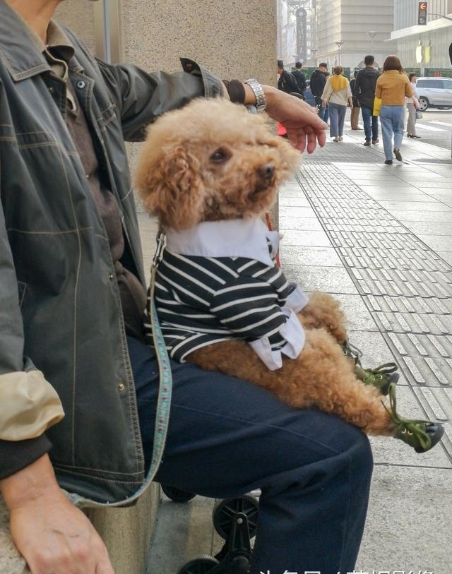 上海一大爷带着自家泰迪在路边休息,泰迪乖巧的坐在大爷腿上,一脸呆萌