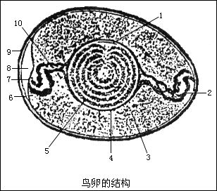 雌雄哇的抱对---受精卵的孵化---幼蛙—成蛙    两栖动物是变态发育