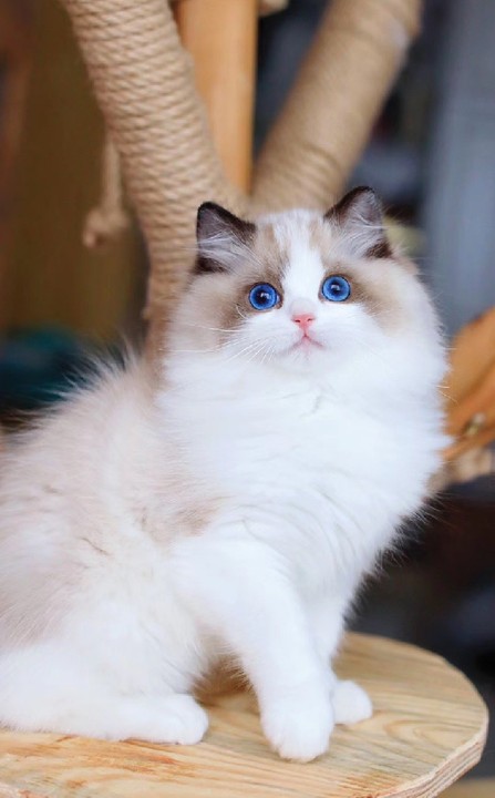 布偶猫小知识如果你还不了解这些知识说明你不够爱布偶猫