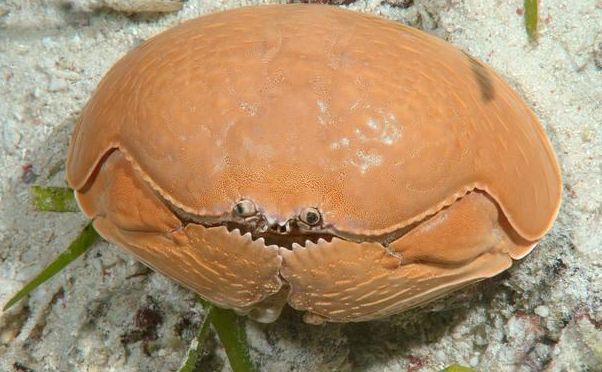 面包蟹的近亲,被称为傻瓜蟹,为何10元一斤都没人要.