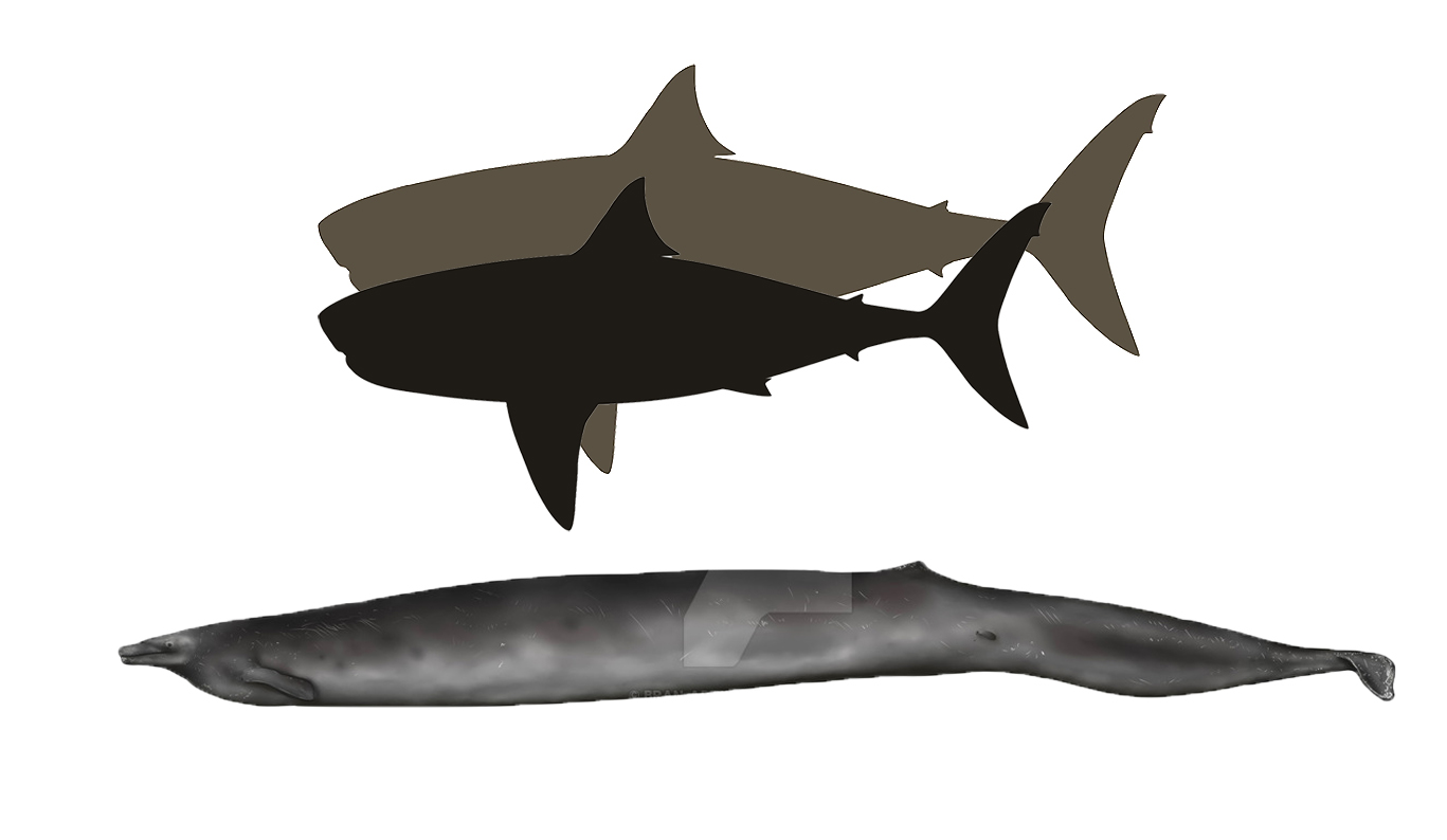 最大波塞冬耳齿鲨,索科洛夫耳齿鲨和21m的龙王鲸