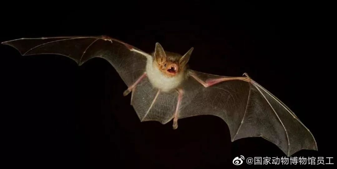horseshoe bat,snowshoehare 则是 名字的混淆导致的:中华菊头蝠的英文名是 chinese horseshoe bat