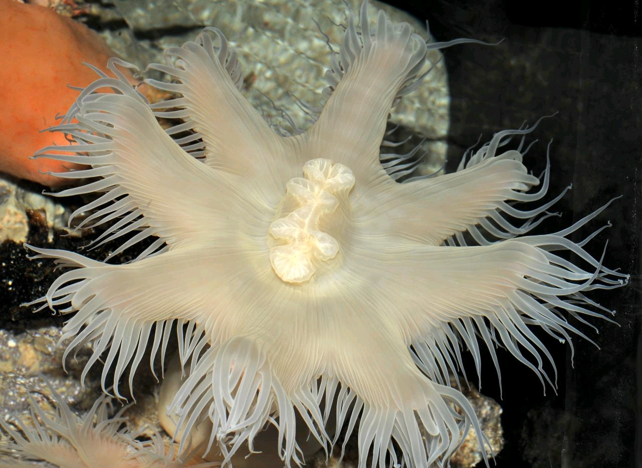 时隔一百年!日本水族馆发现新物种深海海葵!