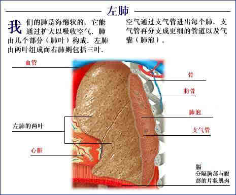 史上最全的人体(组织器官)全图