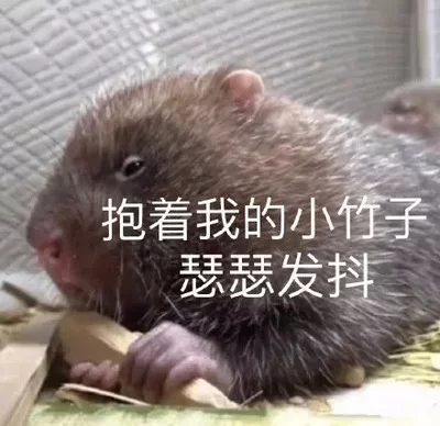竹鼠表情包