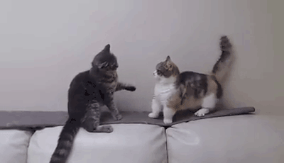 猫咪小科普|猫咪最害怕的十件事