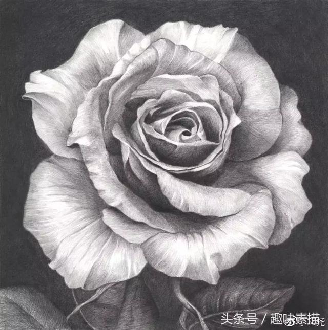 兴趣 绘画 素描教程|赠人玫瑰手有余香 画好花卉,需要掌握花瓣 排线