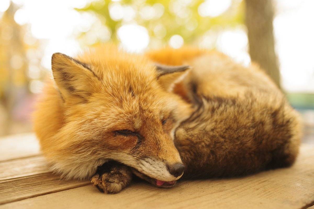 看萌图戳这里（4）秋天里的赤狐，美到让人想撸 - 哔哩哔哩