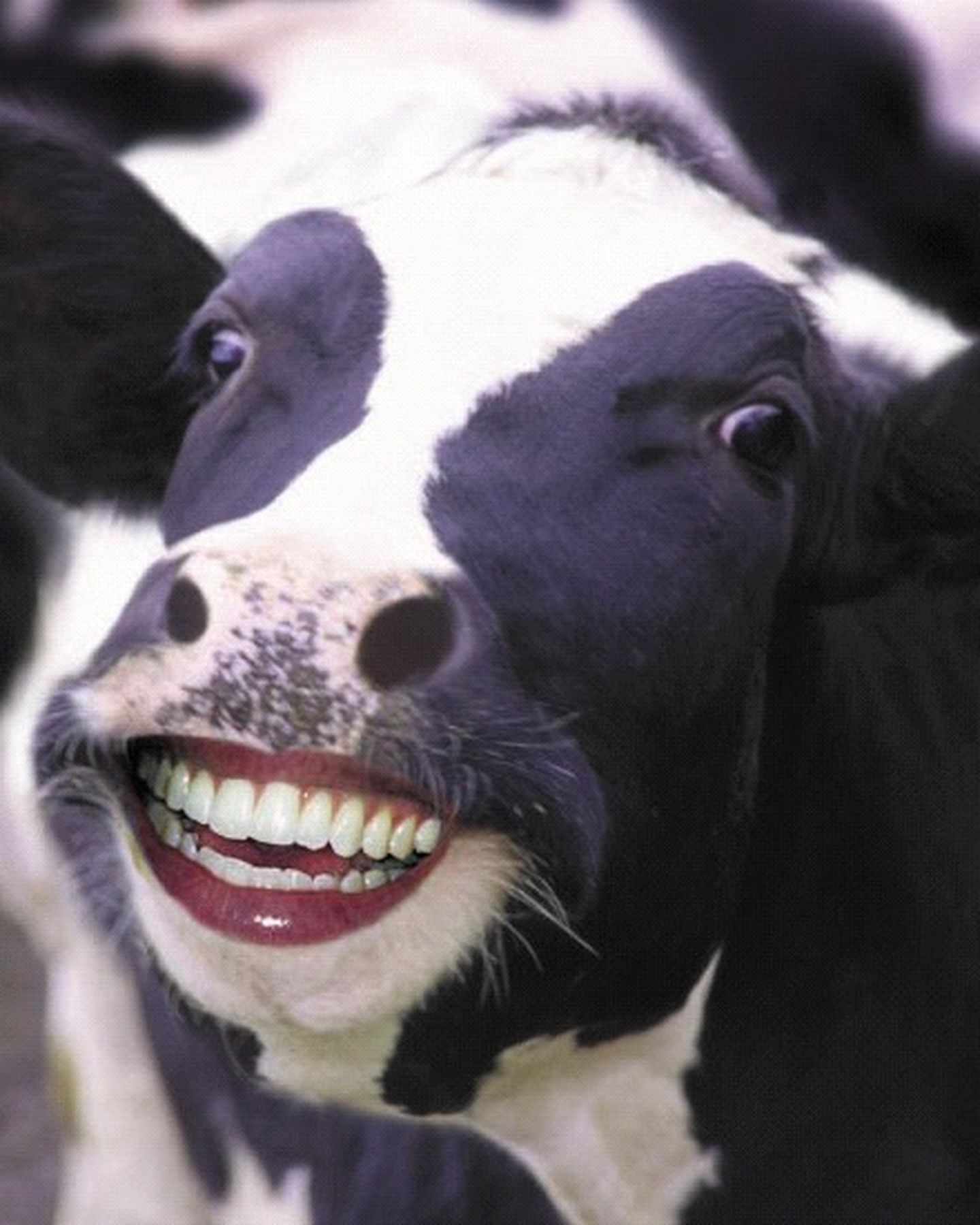 开心的牛比自闭的牛肉更好吃吗?