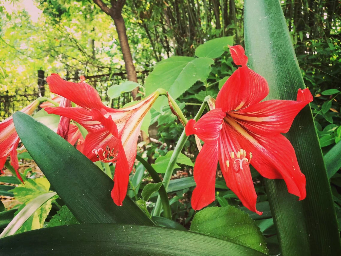 当季开花植物一览石蒜科百合科篇续