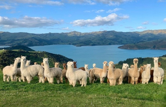 新西兰羊驼牧场