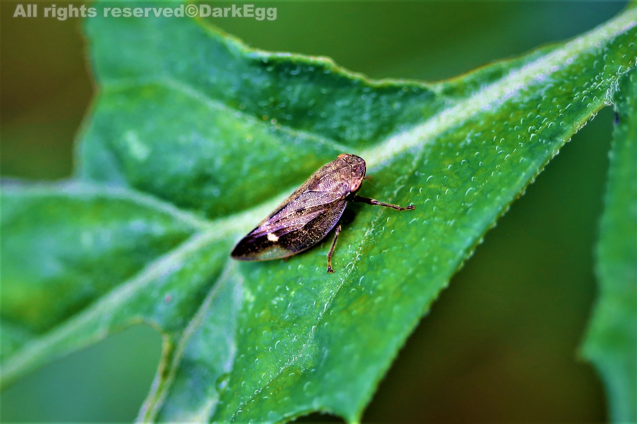 四斑尖胸沫蝉 aphrophora gudriguttata