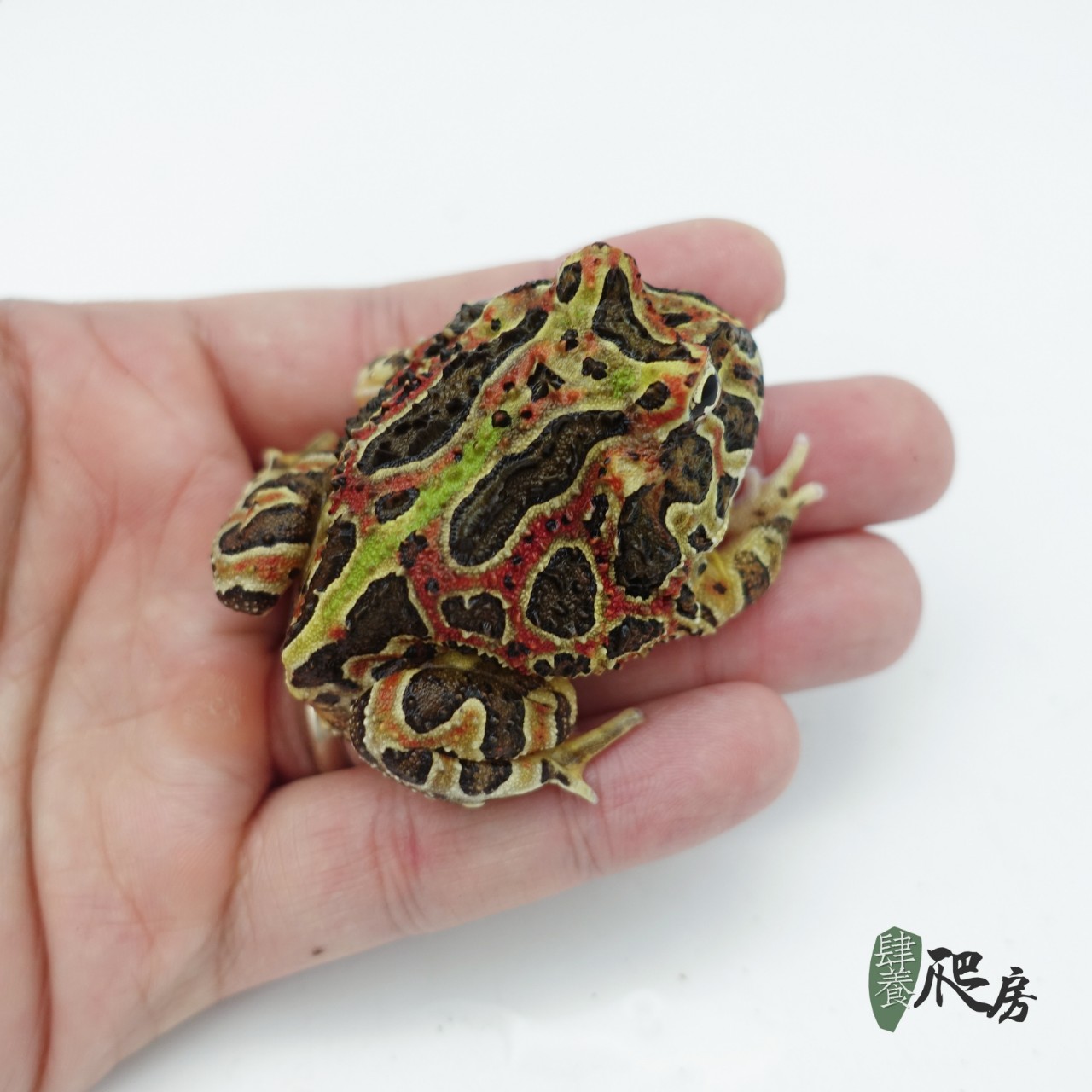 市场真的没有纯种钟角蛙吗?起底钟角身世之谜 | 钟角蛙