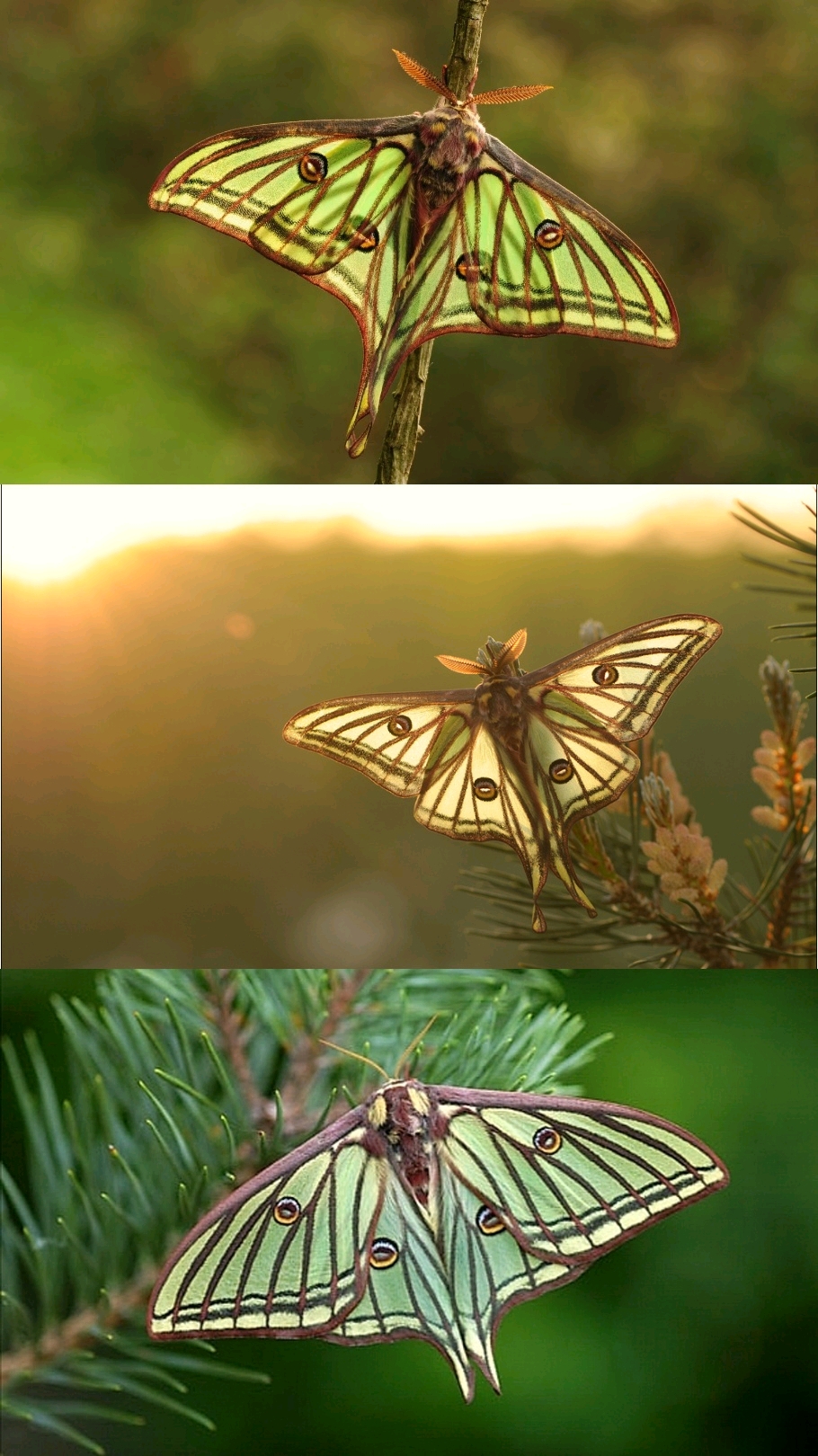 游戏名称:西班牙月蛾/伊莎贝拉蛾 伊莎尾天蚕蛾/spanish moon moth 学