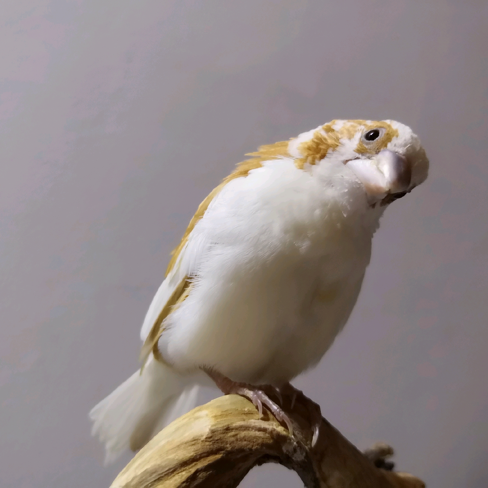 【鸟咂小知识】软食鸟和硬食鸟