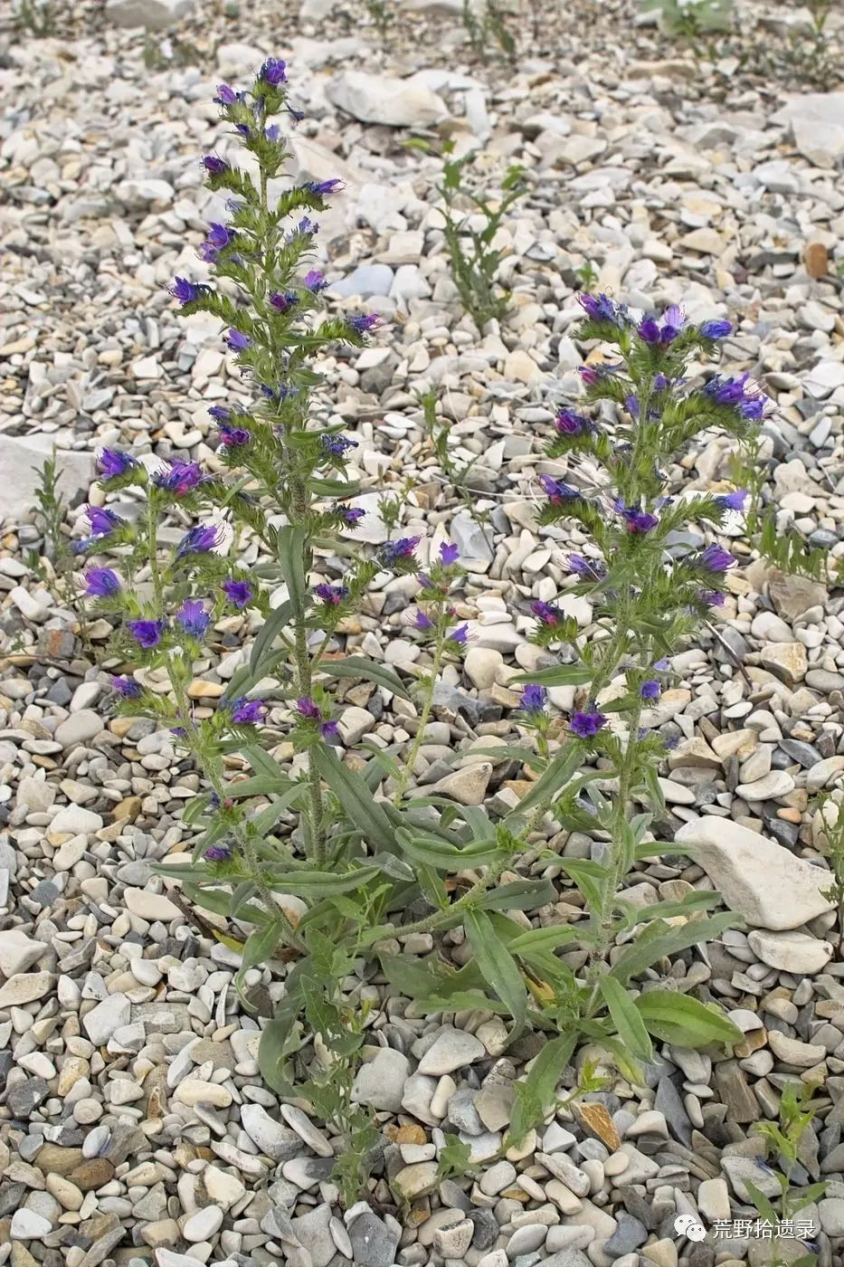 蓝蓟echium vulgare