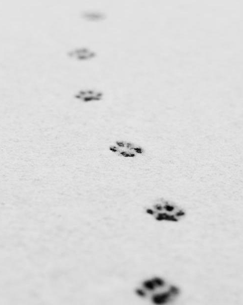 正因如此,我们看雪地里的猫脚印基本都是一条线的.