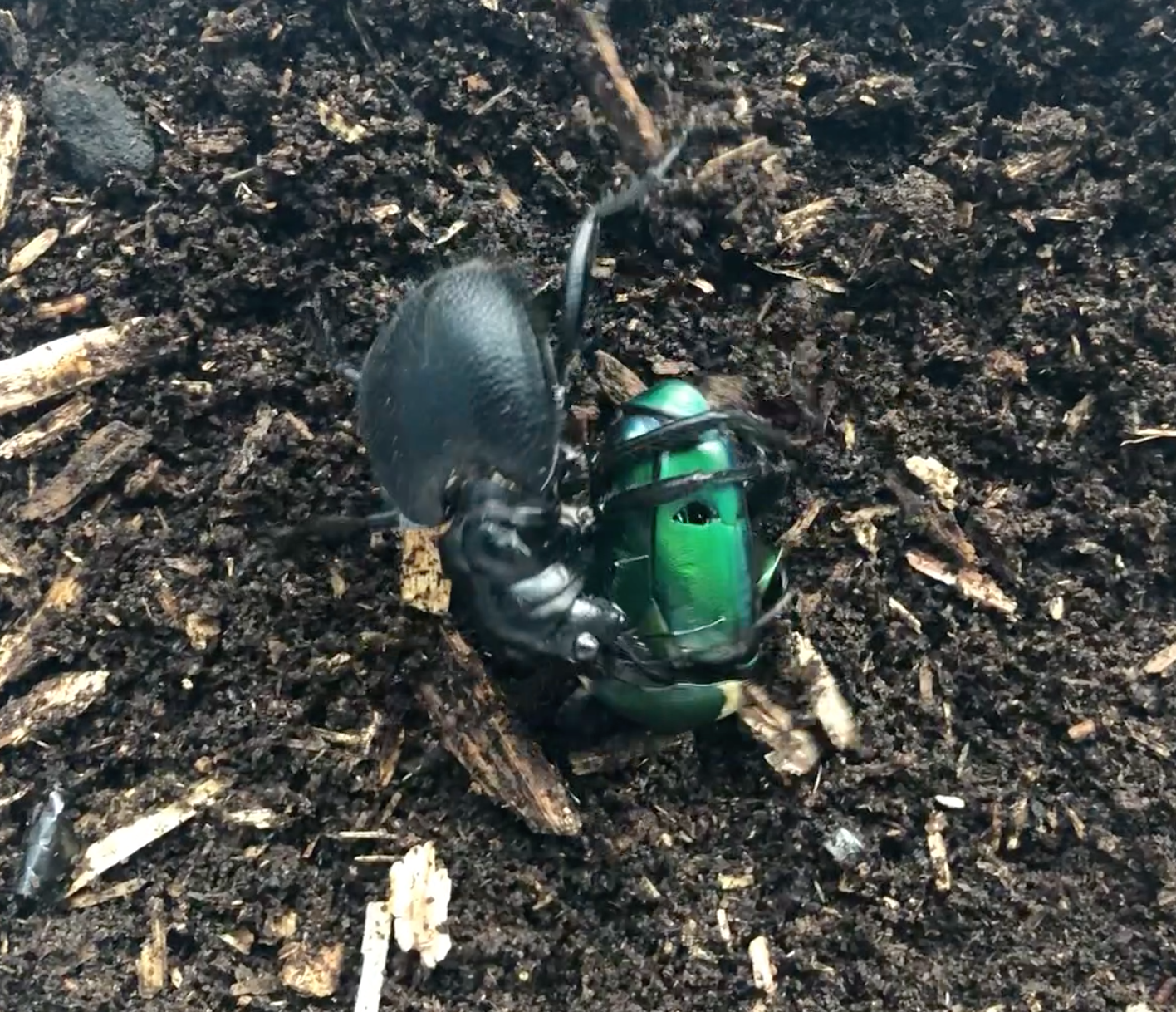 大王虎甲の超详细物种介绍和饲养杂谈