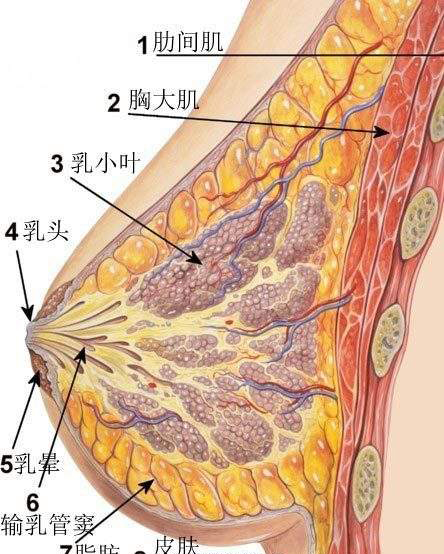 人体乳房的生理构造(图片来源网络)