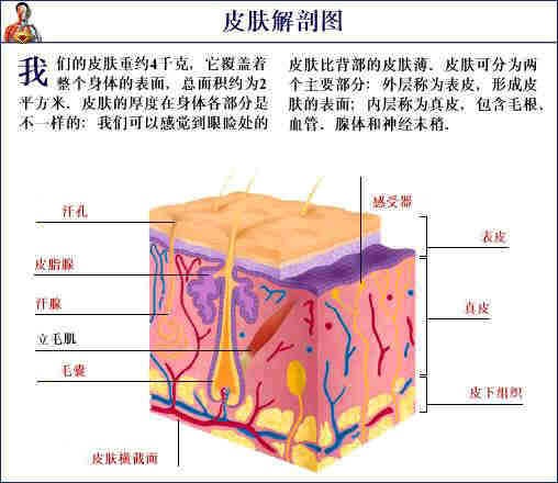 史上最全的人体(组织器官)全图