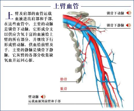 史上最全的人体(组织器官)全图
