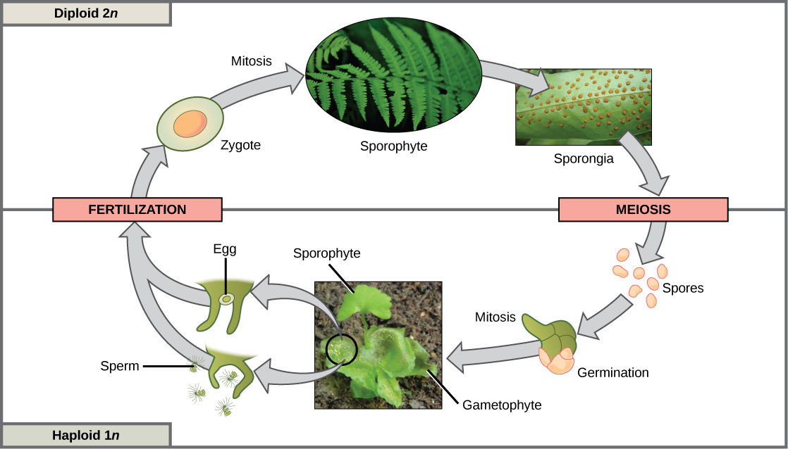 plants: fern life cycles meiosis in the diploid(sporophyte)