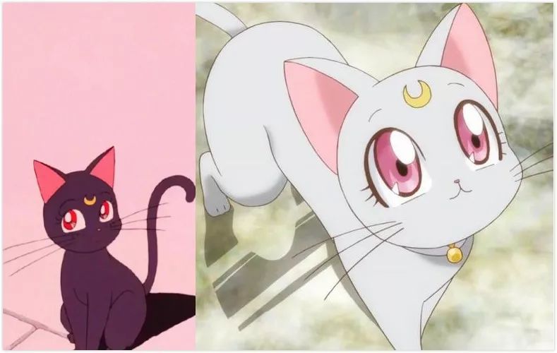 我最开始想养猫，居然是因为一只假猫……