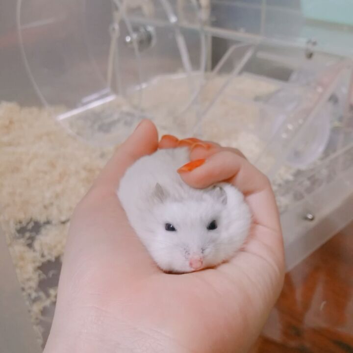 你家的仓鼠认你吗?仓鼠究竟认不认主人?