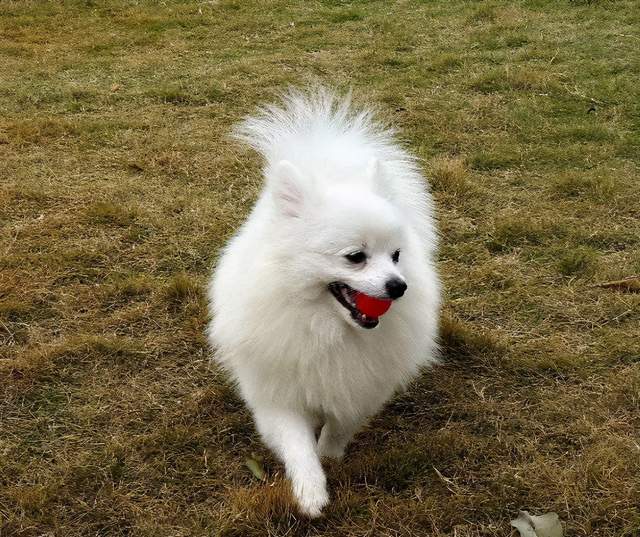 什么品种的狗可爱?还在纠结博美,金毛和柴犬哪个适合自己养?