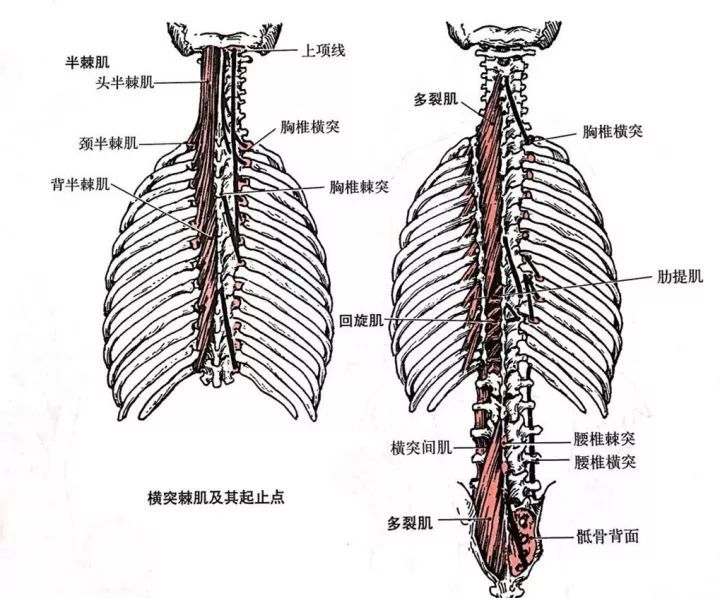 位于竖脊肌的深面分为:半棘肌,多裂肌和回旋肌.