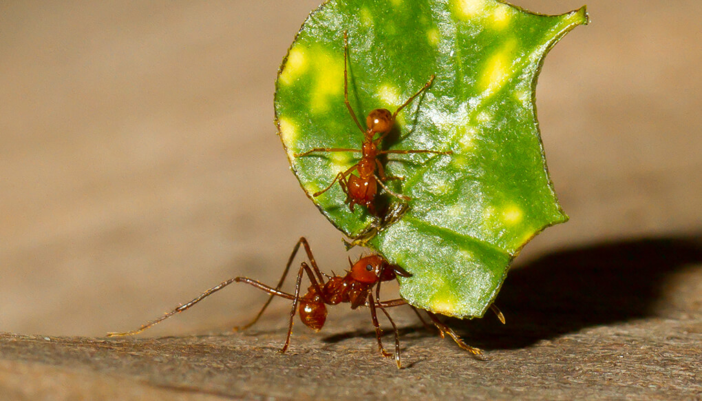 animal-hero-leafcutter-ants