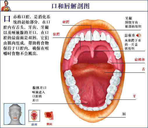 史上最全的人体(组织器官)全图