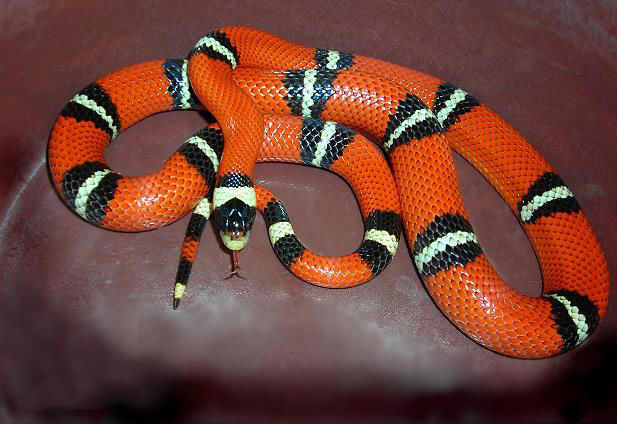 紫灰锦蛇(红竹蛇)