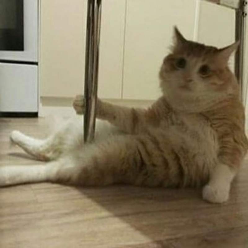 这都是什么神奇的猫?画师二次元化各种有趣猫图
