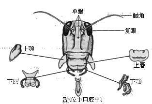 科技 自然 昆虫的口器咀嚼式口器由上唇,上颚,舌(各1片,下颚,下唇(各