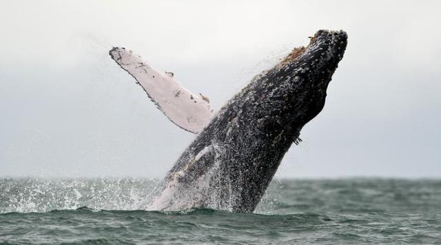 鲸鱼种类座头鲸 aa0f4dc685a75c74b033905634321327187fc43f.jpg